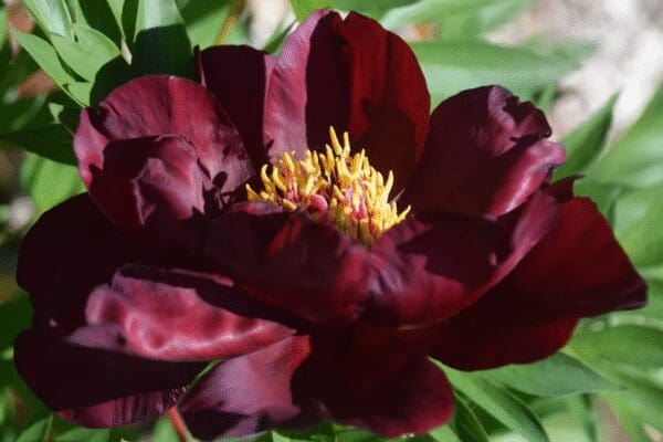 A deep burgundy flower with yellow stamens in bloom.