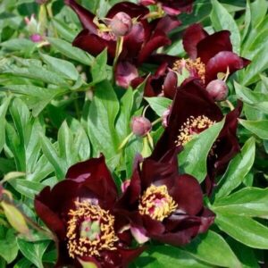 Dark red flowers blooming amidst lush green leaves.