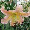 A close-up of a light pink lily flower in a garden.