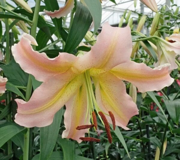 A close-up of a light pink lily flower in a garden.