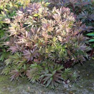 Bush with reddish and greenish leaves in a garden.
