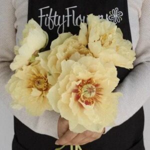 Person holding a bouquet of large cream-colored flowers.