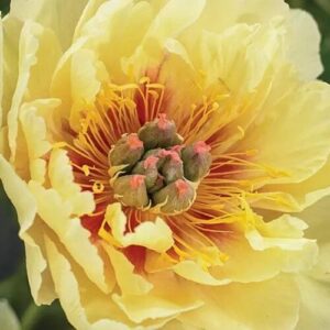 Close-up of a yellow flower with detailed petals and central stamens.