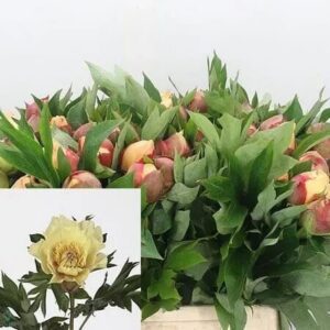 Bundles of cream and pink roses wrapped in green leaves.