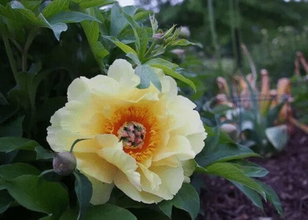 Close-up of a yellow flower with a bee collecting nectar.