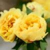 Close-up of vibrant yellow roses in bloom.
