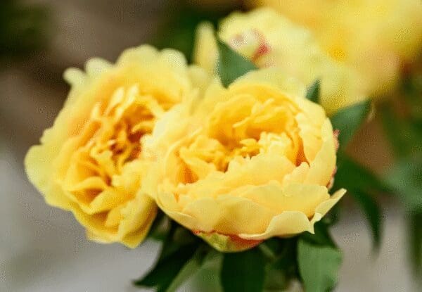Close-up of vibrant yellow roses in bloom.