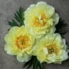 Three vibrant yellow peony flowers with green leaves on a gray background.