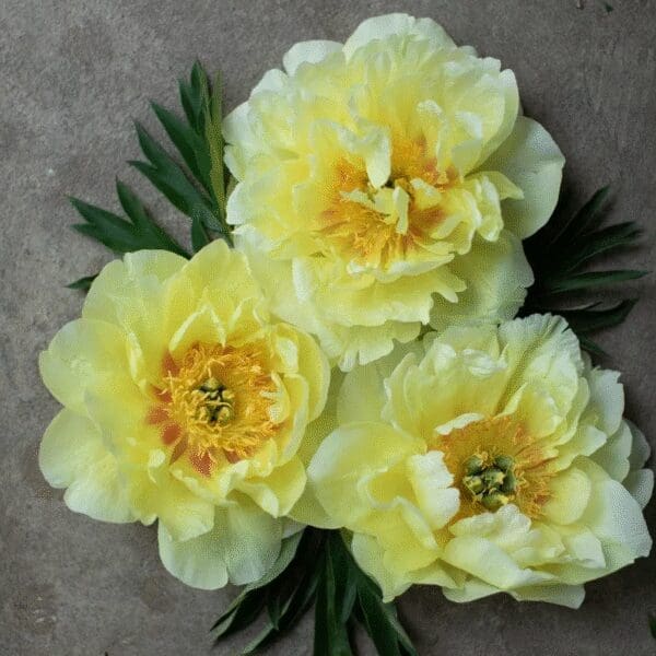 Three vibrant yellow peony flowers with green leaves on a gray background.