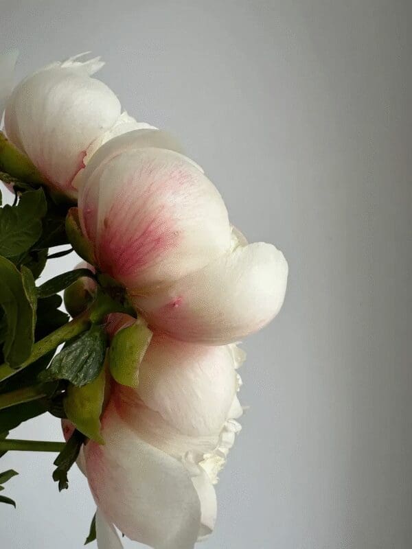A close-up of a cotton plant with white fluffy cotton bolls.