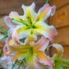 Close-up of pale pink lilies with yellow centers and green stamens.