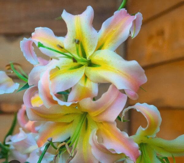 Close-up of pale pink lilies with yellow centers and green stamens.