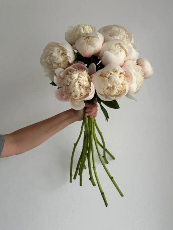 A hand holding a bouquet of light-colored peonies with long stems.