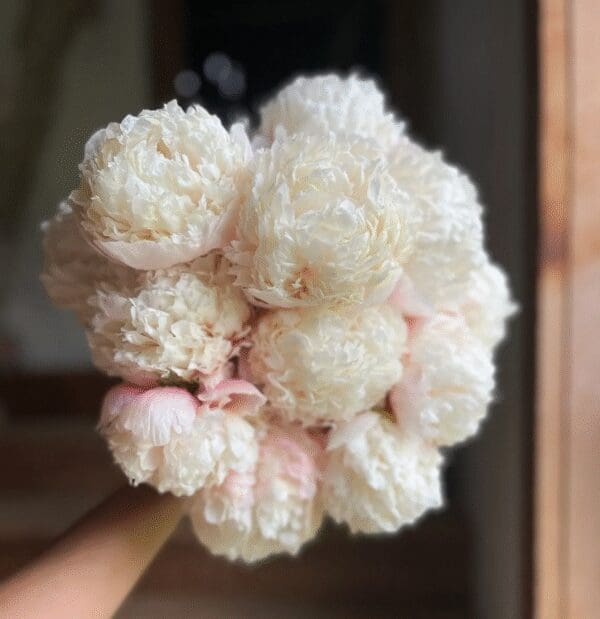 A hand holding a bouquet of fluffy white and pale pink flowers.