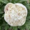 Close-up of a creamy white peony flower bud surrounded by green leaves.