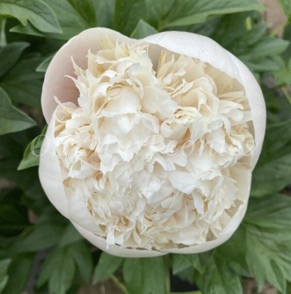 Close-up of a creamy white peony flower bud surrounded by green leaves.