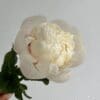 A delicate white peony flower against a plain background.