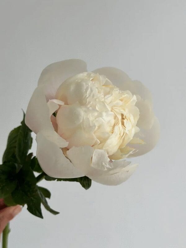 A delicate white peony flower against a plain background.