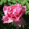 A vibrant pink peony flower in full bloom with green leaves.
