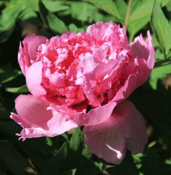 A vibrant pink peony flower in full bloom with green leaves.