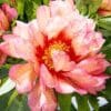 Close-up of a vibrant pink and peach peony flower.