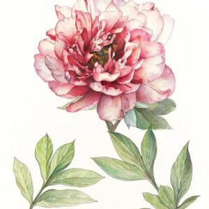 A delicate pink flower with green leaves on a white background.