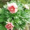 Pink peony flowers blooming amid lush green leaves.