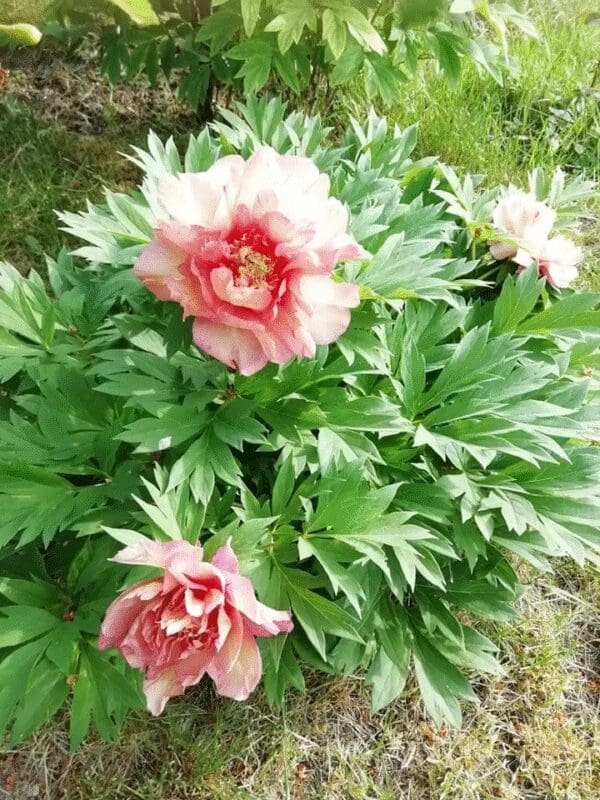 Pink peony flowers blooming amid lush green leaves.