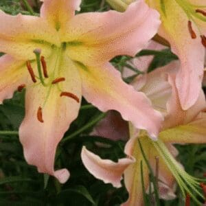 Close-up of pink lilies with yellow centers and green foliage.