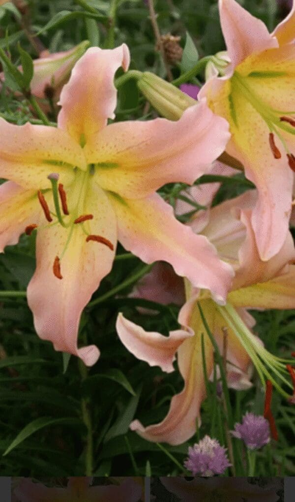 Close-up of pink lilies with yellow centers and green foliage.