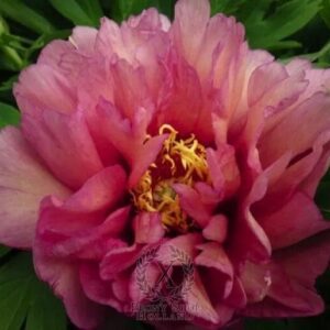 Close-up of a vibrant pink flower with yellow stamens.