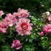 Blooming pink peonies in a lush green garden.