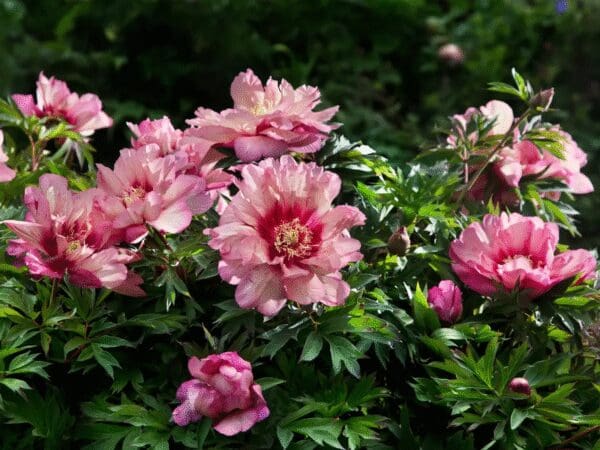 Blooming pink peonies in a lush green garden.