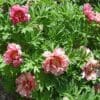 Lush green shrub with blooming pink flowers in a garden.