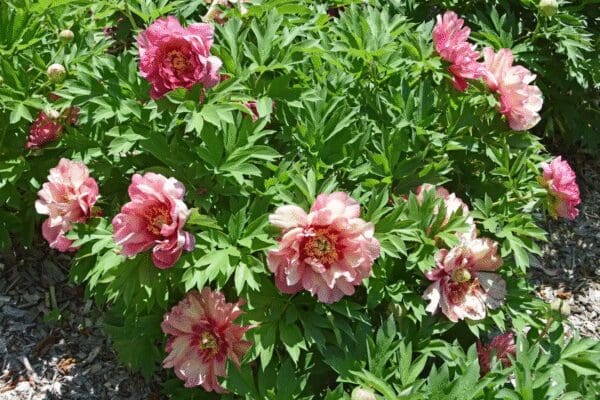 Lush green shrub with blooming pink flowers in a garden.