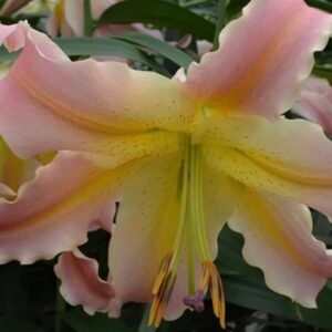 Close-up of a pink and yellow lily flower with delicate petals.