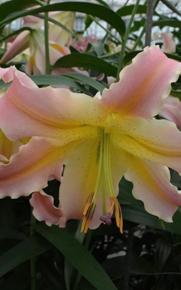 Close-up of a pink and yellow lily flower with delicate petals.
