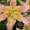 A close-up of a soft pink lily flower with delicate petals.