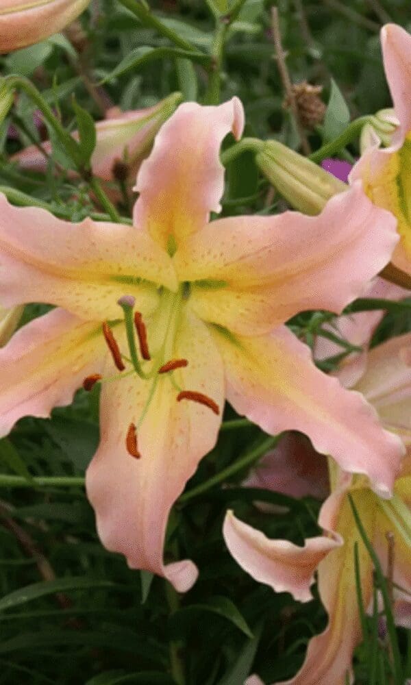 A close-up of a soft pink lily flower with delicate petals.