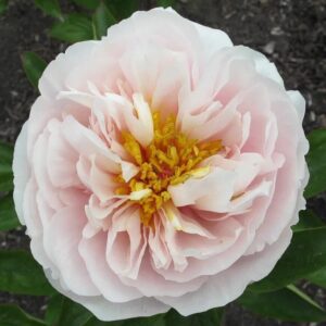 Close-up of a pale pink ruffled flower with a yellow center.