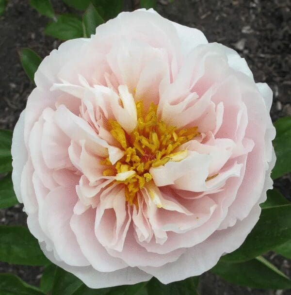 Close-up of a pale pink ruffled flower with a yellow center.