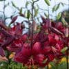 Deep red lilies blooming vibrantly in a garden.