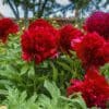 Bright red peonies blooming in a garden with lush green leaves.