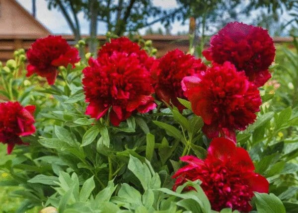 Bright red peonies blooming in a garden with lush green leaves.