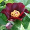A deep burgundy flower with yellow stamens and a green leafy background.
