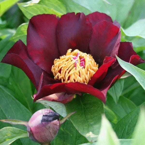 A deep burgundy flower with yellow stamens and a green leafy background.