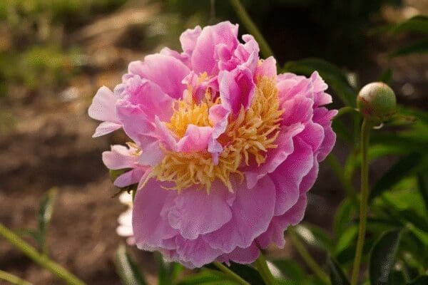 Close-up of a vibrant pink peony flower in full bloom.
