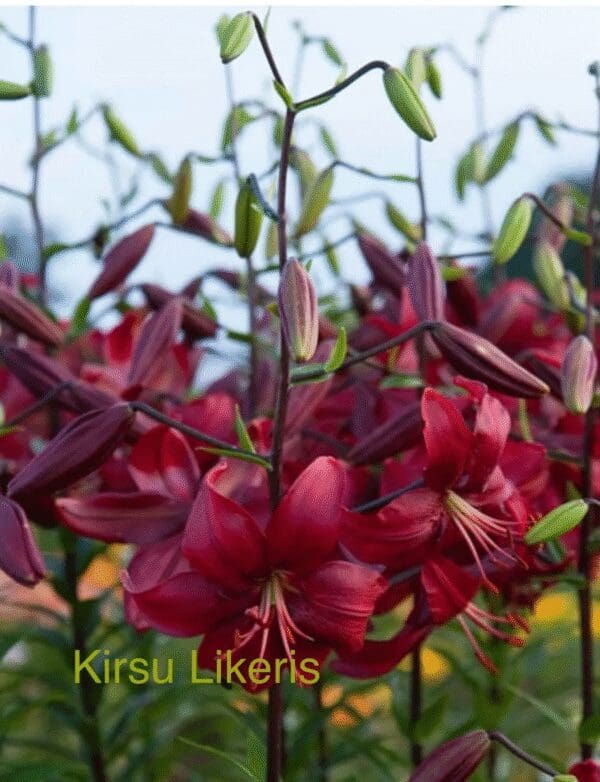 Deep red lilies blooming vibrantly in a garden.