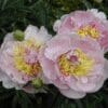 Delicate pink peonies with yellow centers in full bloom.