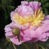 A delicate pink and yellow peony flower in bloom.